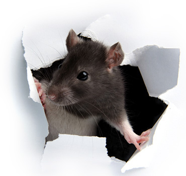 Rat Control