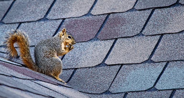 Residential Rodent Control