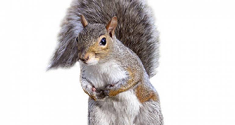 Squirrel Control