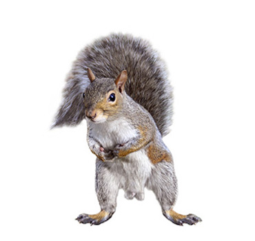Squirrel Control