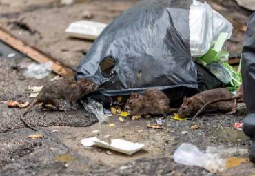 Government Cuts could lead to a surge in rat infestations!