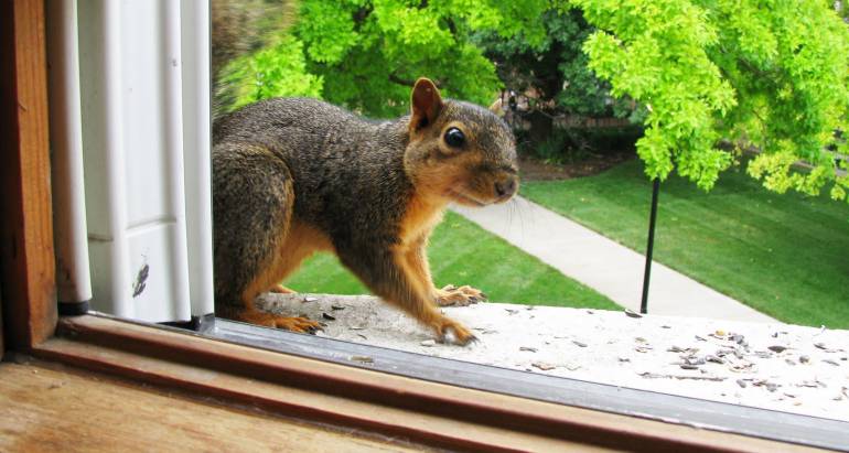 Simple Guide to a Squirrel Free Home