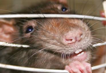 Beware of Mutant Superats –  Immune to most poisons!