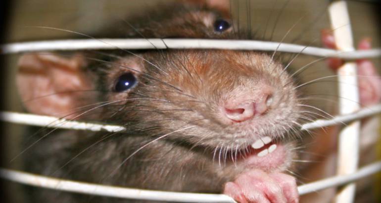 Beware of Mutant Superats –  Immune to most poisons!