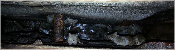 Mice Infestation