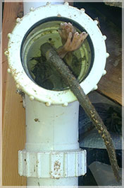 Rat in Toilet Pipe